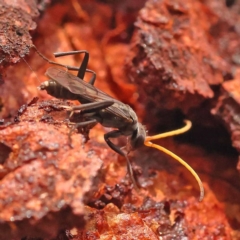 Fabriogenia sp. (genus) (Spider wasp) at Black Mountain - 22 Nov 2023 by ConBoekel