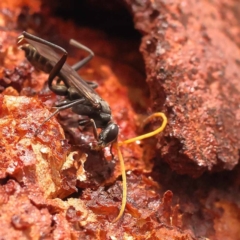 Fabriogenia sp. (genus) at Black Mountain - 23 Nov 2023