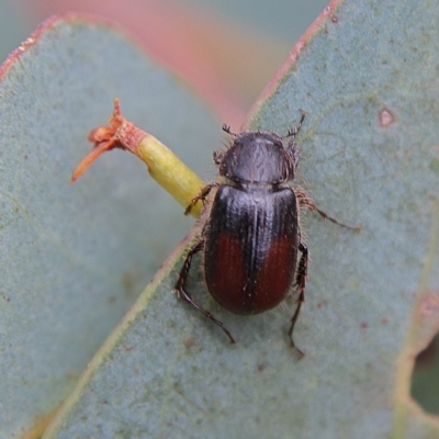 Heteronyx dimidiatus (Dimidiatus scarab beetle) at Higgins Woodland - 25 Nov 2023 by MichaelWenke