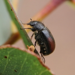 Heteronyx dimidiatus at Higgins Woodland - 25 Nov 2023