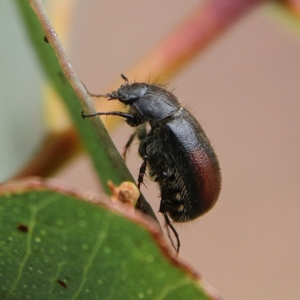 Heteronyx dimidiatus at Higgins Woodland - 25 Nov 2023