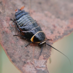 Ellipsidion australe (Austral Ellipsidion cockroach) at Higgins Woodland - 25 Nov 2023 by MichaelWenke