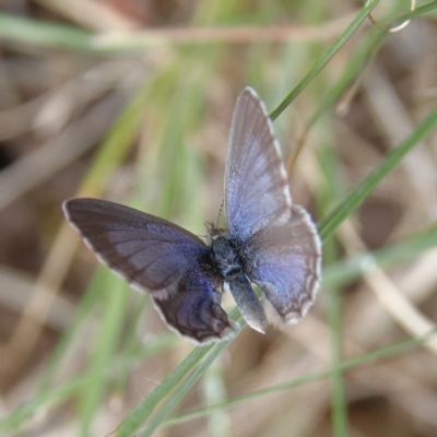 Zizina otis (Common Grass-Blue) at Higgins Woodland - 25 Nov 2023 by MichaelWenke