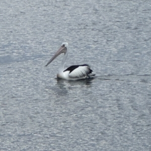 Pelecanus conspicillatus at Shoalhaven Heads, NSW - 25 Nov 2023