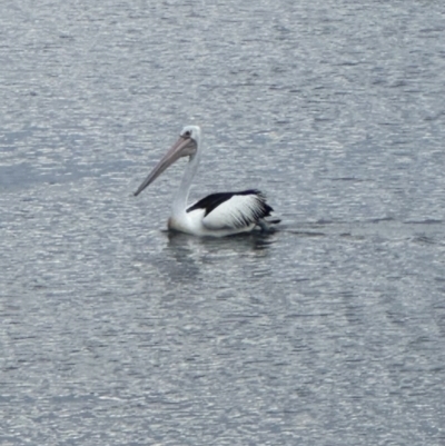 Pelecanus conspicillatus (Australian Pelican) at Shoalhaven Heads Bushcare - 25 Nov 2023 by lbradley