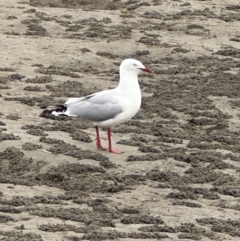 Chroicocephalus novaehollandiae (Silver Gull) at Shoalhaven Heads Bushcare - 25 Nov 2023 by lbradleyKV