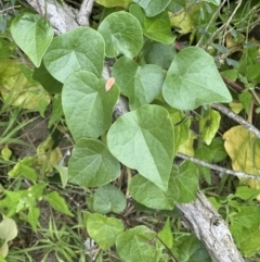 Stephania japonica (Stephania, Tape Vine, Snake Vine) at Shoalhaven Heads Bushcare - 25 Nov 2023 by lbradley