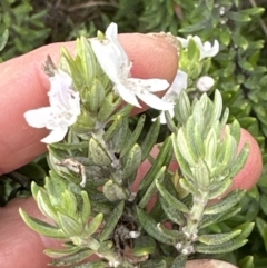 Westringia fruticosa (Native Rosemary) at Shoalhaven Heads, NSW - 25 Nov 2023 by lbradleyKV