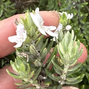 Westringia fruticosa at Shoalhaven Heads, NSW - 25 Nov 2023