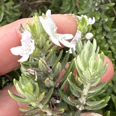 Westringia fruticosa (Native Rosemary) at Shoalhaven Heads Bushcare - 25 Nov 2023 by lbradley