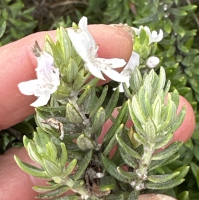 Westringia fruticosa (Native Rosemary) at Shoalhaven Heads, NSW - 25 Nov 2023 by lbradleyKV