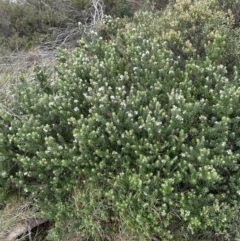 Westringia fruticosa at Shoalhaven Heads, NSW - 25 Nov 2023