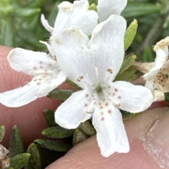 Westringia fruticosa at Shoalhaven Heads, NSW - 25 Nov 2023