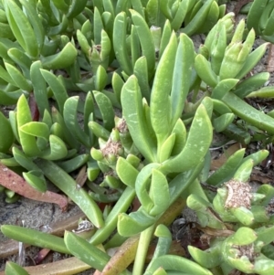 Carpobrotus glaucescens at Shoalhaven Heads, NSW - 25 Nov 2023