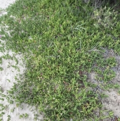 Carpobrotus glaucescens at Shoalhaven Heads, NSW - 25 Nov 2023