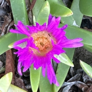 Carpobrotus glaucescens at Shoalhaven Heads, NSW - 25 Nov 2023 06:41 PM