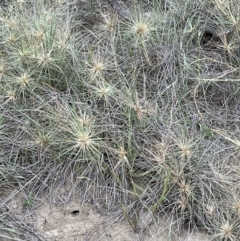 Spinifex sericeus (Beach Grass) at Shoalhaven Heads, NSW - 25 Nov 2023 by lbradley