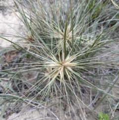 Spinifex sericeus at Shoalhaven Heads, NSW - 25 Nov 2023