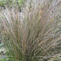 Ficinia nodosa (Knobby Club-rush) at Shoalhaven Heads Bushcare - 25 Nov 2023 by lbradley