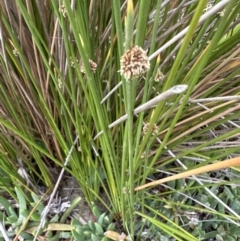 Ficinia nodosa at Shoalhaven Heads, NSW - 25 Nov 2023