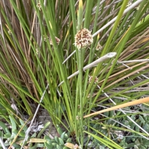 Ficinia nodosa at Shoalhaven Heads, NSW - 25 Nov 2023 06:46 PM