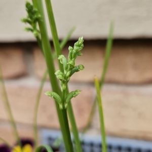 Microtis unifolia at Chapman, ACT - 25 Nov 2023