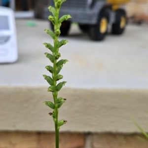 Microtis unifolia at Chapman, ACT - 25 Nov 2023