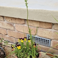 Microtis unifolia at Chapman, ACT - 25 Nov 2023