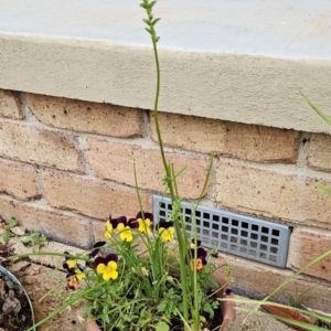 Microtis unifolia at Chapman, ACT - 25 Nov 2023