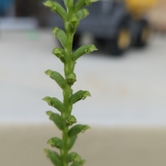 Microtis unifolia at Chapman, ACT - 25 Nov 2023