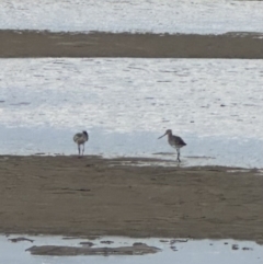 Limosa lapponica (Bar-tailed Godwit) at Shoalhaven Heads, NSW - 25 Nov 2023 by lbradleyKV