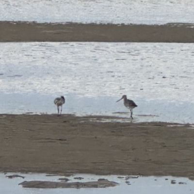 Limosa lapponica (Bar-tailed Godwit) at Shoalhaven Heads, NSW - 25 Nov 2023 by lbradley