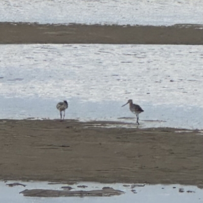 Limosa lapponica (Bar-tailed Godwit) at Shoalhaven Heads Bushcare - 25 Nov 2023 by lbradley