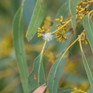 Eucalyptus sp. at Brunswick Heads, NSW - 14 Nov 2023