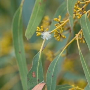 Eucalyptus sp. at Brunswick Heads, NSW - 14 Nov 2023 05:21 PM