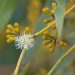 Eucalyptus sp. at Brunswick Heads, NSW - 14 Nov 2023