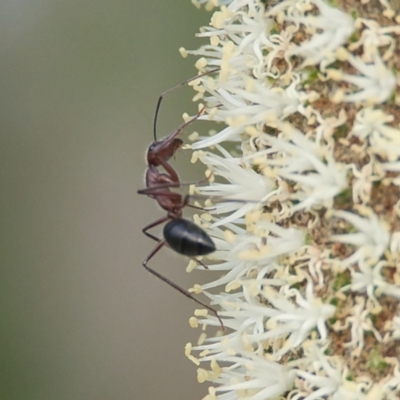 Unidentified Ant (Hymenoptera, Formicidae) at Brunswick Heads, NSW - 14 Nov 2023 by macmad