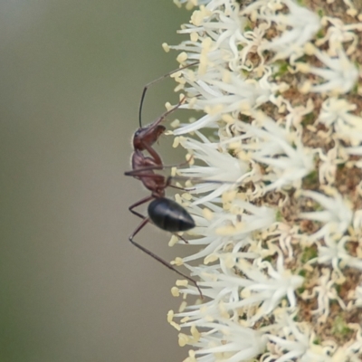 Camponotus sp. (genus) (A sugar ant) at Brunswick Heads, NSW - 14 Nov 2023 by macmad