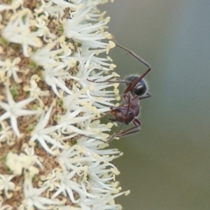 Camponotus sp. (genus) at Brunswick Heads, NSW - 14 Nov 2023 05:48 PM