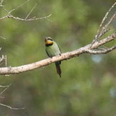 Merops ornatus (Rainbow Bee-eater) at Brunswick Heads, NSW - 14 Nov 2023 by macmad