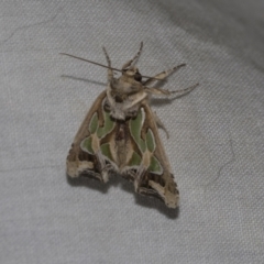 Cosmodes elegans (Green Blotched Moth) at Higgins, ACT - 24 Dec 2022 by AlisonMilton