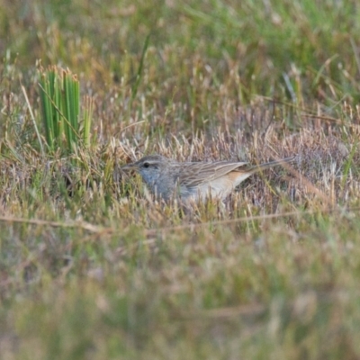 Cincloramphus mathewsi (Rufous Songlark) at Brunswick Heads, NSW - 14 Nov 2023 by macmad