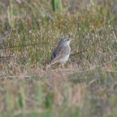 Cincloramphus mathewsi at Brunswick Heads, NSW - 14 Nov 2023 05:57 PM