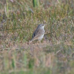 Cincloramphus mathewsi at Brunswick Heads, NSW - 14 Nov 2023