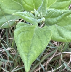 Tetragonia tetragonoides (Native Spinach, New Zealand Spinach) at Shoalhaven Heads, NSW - 25 Nov 2023 by lbradleyKV