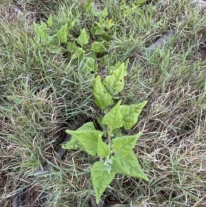 Tetragonia tetragonoides at Shoalhaven Heads, NSW - 25 Nov 2023