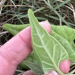 Tetragonia tetragonoides at Shoalhaven Heads, NSW - 25 Nov 2023 07:02 PM