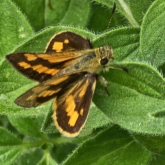 Ocybadistes walkeri (Green Grass-dart) at Evatt, ACT - 24 Nov 2023 by Jiggy