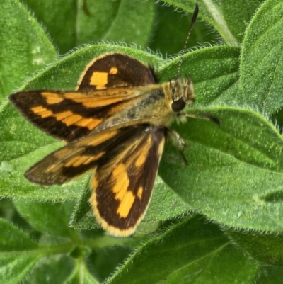 Ocybadistes walkeri (Green Grass-dart) at Evatt, ACT - 25 Nov 2023 by Jiggy