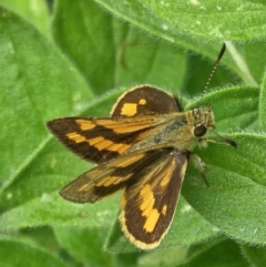 Ocybadistes walkeri at Evatt, ACT - 25 Nov 2023